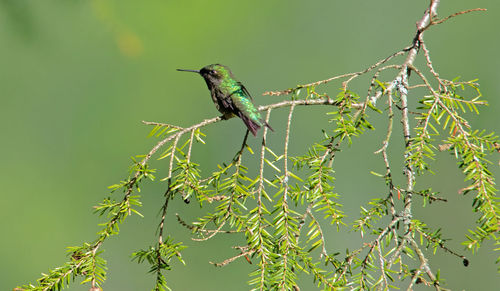 Bird perching on a tree