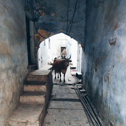 View of horse on wall