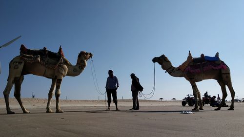 Two men standing by camels at desert against sky