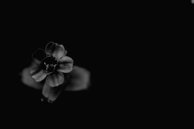 Close-up of pink flower blooming against black background