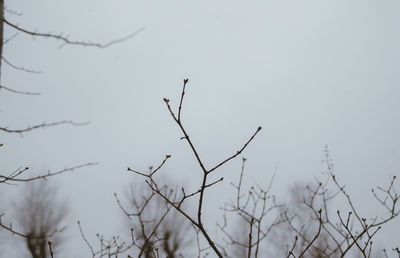 Low angle view of bare tree against clear sky