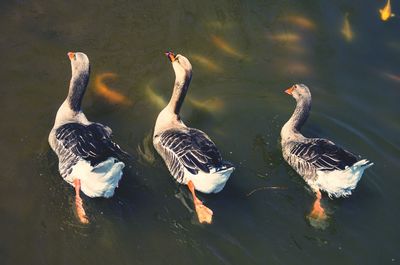 Ducks swimming in water