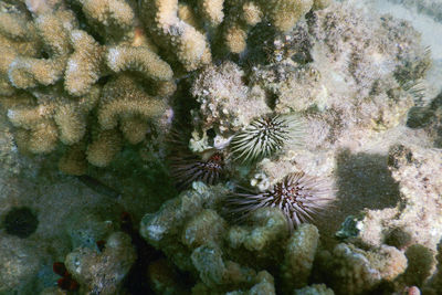 Close-up of coral in sea