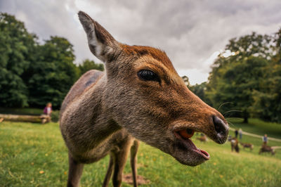 Close-up of giraffe on field against sky