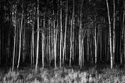 View of trees in forest