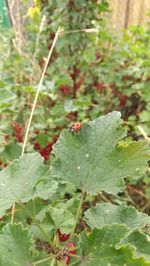 Close-up of insect on leaf