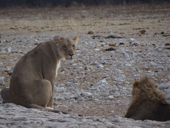 Photo of a sitting lioness at a waterhole in the etosha national park in namibia