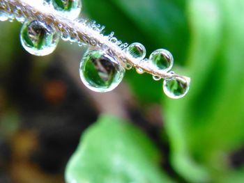 Close-up of water drops on grass