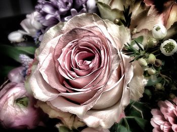 Close-up of pink rose