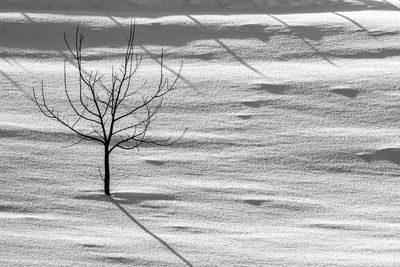 Bare trees on landscape