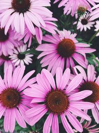 Purple flowers background