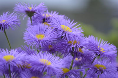 Close-up of purple flower blooming outdoors