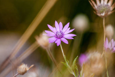 Close-up of purple flowering plant