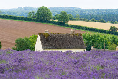 View of lavender growing on field