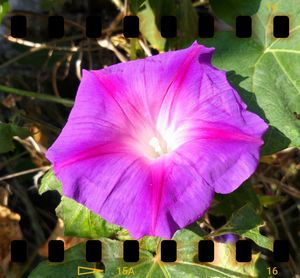 Close-up of pink flower