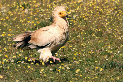 View of bird on field