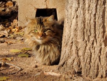Close-up of cat