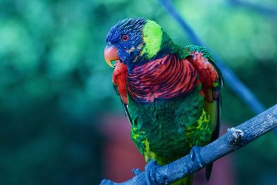 Close-up of parrot perching on branch