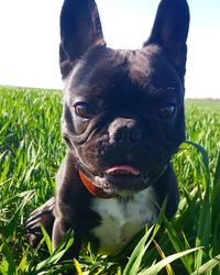 Portrait of dog on field