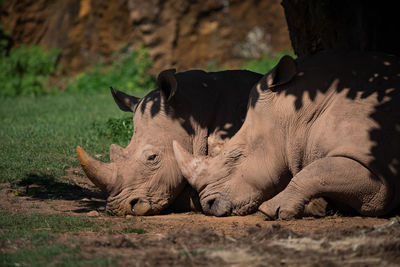 Close-up of rhinoceros relaxing on grass