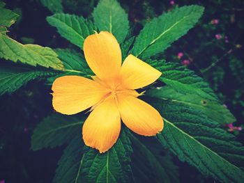 Close-up of yellow flowering plant