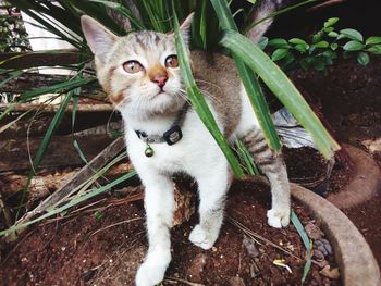 Portrait of cat by plant in yard