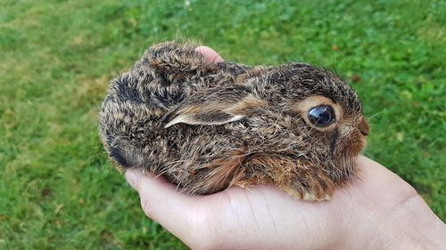 Close-up of a hand holding a bird