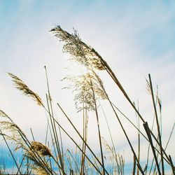 Close-up of plant growing on field against sky