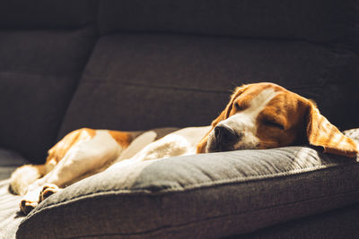 Dog sleeping on sofa at home