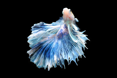 Close-up of jellyfish against black background