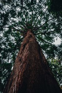 Low angle view of tree in forest