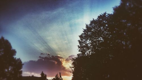 Low angle view of trees against sky