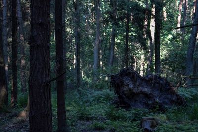 Trees in forest