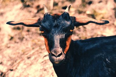 Close-up of black goat on field