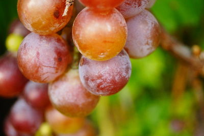 Close-up of grapes hanging on tree