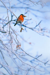 Close-up of bird perching on branch