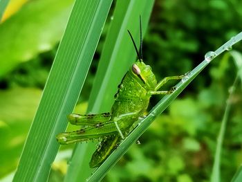 Close-up of insect on leaf