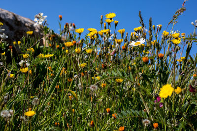 Close-up of yellow flowering plants on field against sky