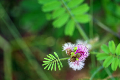 Close-up of purple flowering plant