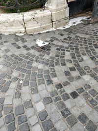 High angle view of bird on footpath