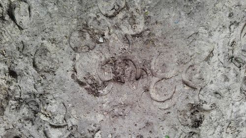 High angle view of footprints in snow