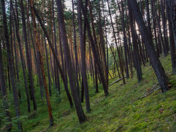 Pine trees in forest