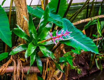 Close-up of green leaves on plant