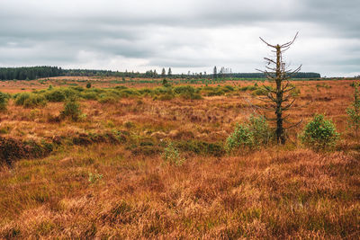 Landscape in the high fens nature park in the eifel, belgium.