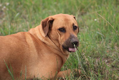 Dog looking away on grass