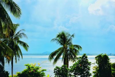 Palm trees on beach