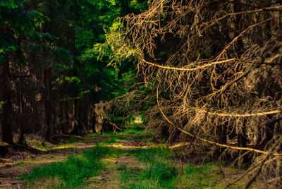 Scenic view of forest