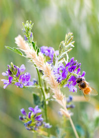 Close-up of bee on purple flowers