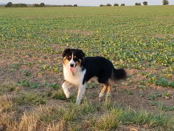 Dog standing in field