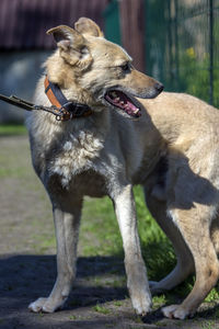 Dog lying on land